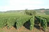 Parcelle de vigne du domaine Florent Garaudet, située sur la commune de Puligny-Montrachet