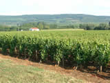 Parcelle de vigne du domaine Florent Garaudet, situe sur la commune de Puligny-Montrachet